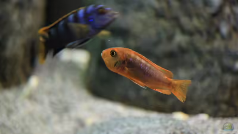 aktueller Besatz von Borg (35)