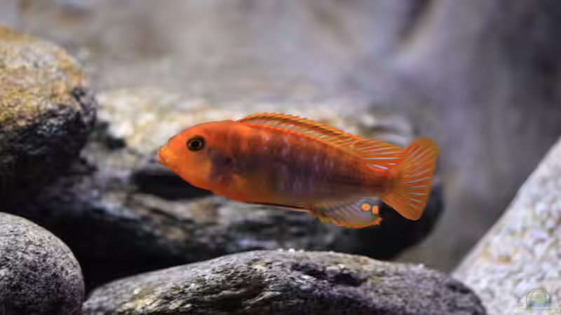 aktueller Besatz von Borg (36)