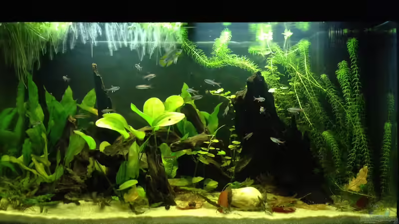 Aktueller Stand, Gesamtansicht von Yell0W (1)