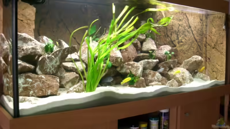 aktueller Stand  von ambrogio (13)