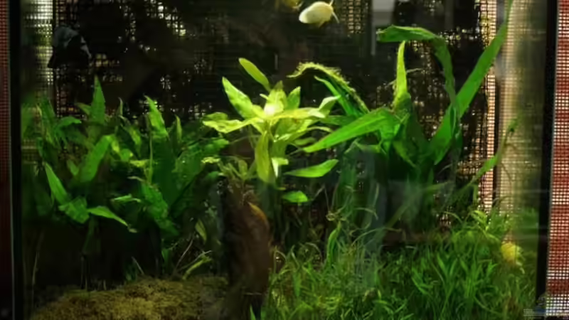 aktueller Stand 03.07.2008 von Plattenjaeger (1)