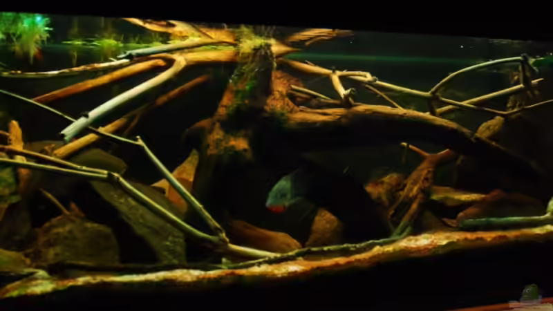 aktueller Stand 15.01.2010 von Benjamin Hamann (10)