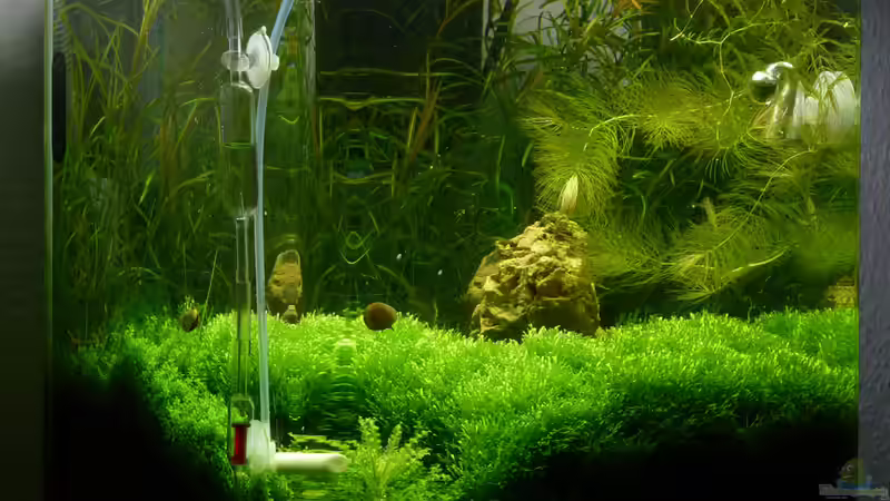 Aktueller Stand 21.11.10 von Konzi (2)