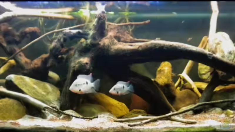 Aktueller Stand 25.11.2010 von Benjamin Hamann (9)