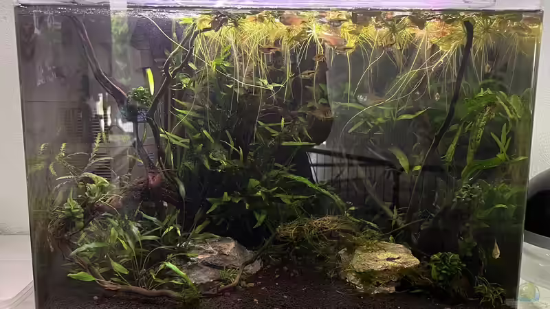 Aktueller Stand 4.7.23 von Rena (11)