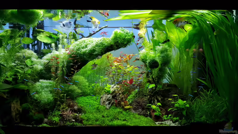 Aktueller Stand am 06.02.2016 von Sebastian Hartmann (80)