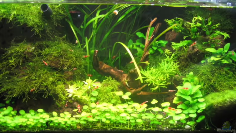 aktueller Stand Juli 09 von Marion Kulsch (1)