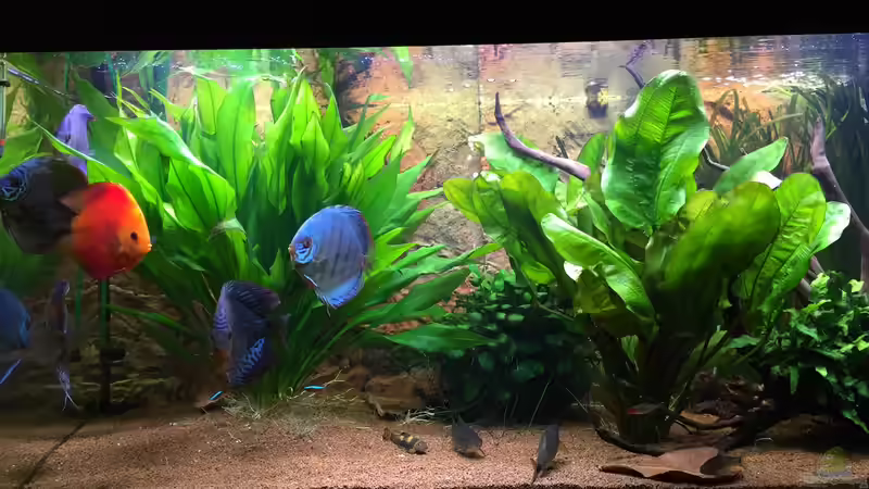 Aktueller Stand meines Beckens 01.03.2017 von Philipp Fichte (2)