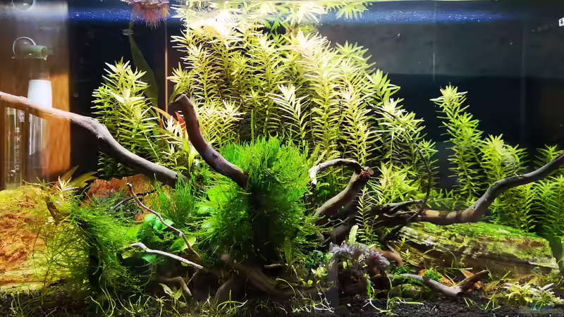 Aktueller Stand nach 3 Monaten von GJK (2)