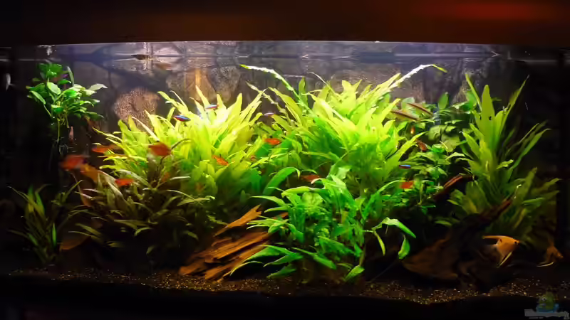 Aktueller Stand vom 05.01.2010 von Red ( Jürgen ) (4)