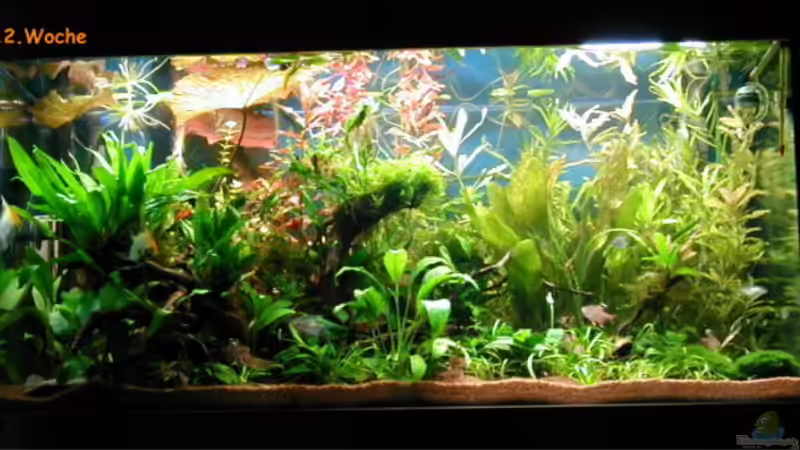 aktueller von Heike Wodzinski (4)