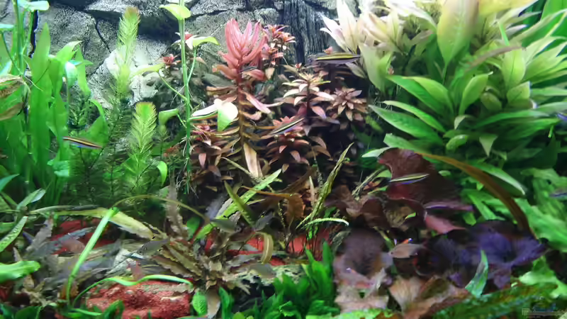 Aktueller Zustand.. von Pico (1)