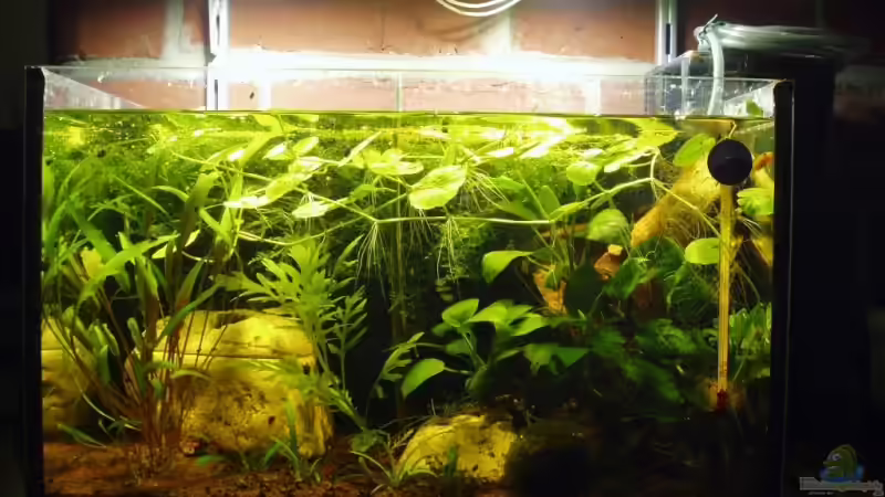 Aktuelles  Bild vom 31.03.2007. Auf dem Bild kann man zwei Jungfische erkennen. von Aquaristricks (1)