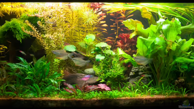 Aktuelles Becken von OttoKowalski (2)