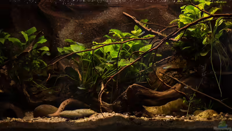 aktuelles Beckenbild ..[03/2015] von AjakAndi (8)