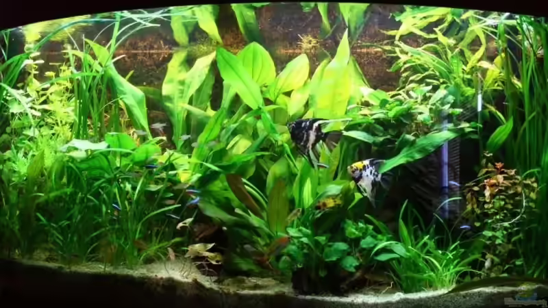 Aktuelles Bild - 12.05.2008 Aktuelles Bild - 12.05.2008