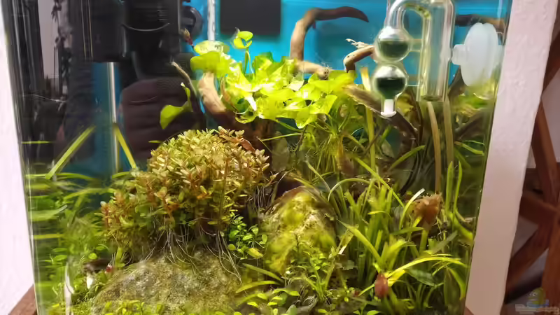 Aktuelles Bild. Aufgrund des jüngsten Filterausfalls noch mit recht vielen Algen. von aquariumwelt (3)