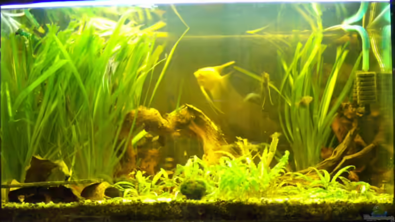 Aktuelles Bild 05.09.09 von Michael Meyer (4)