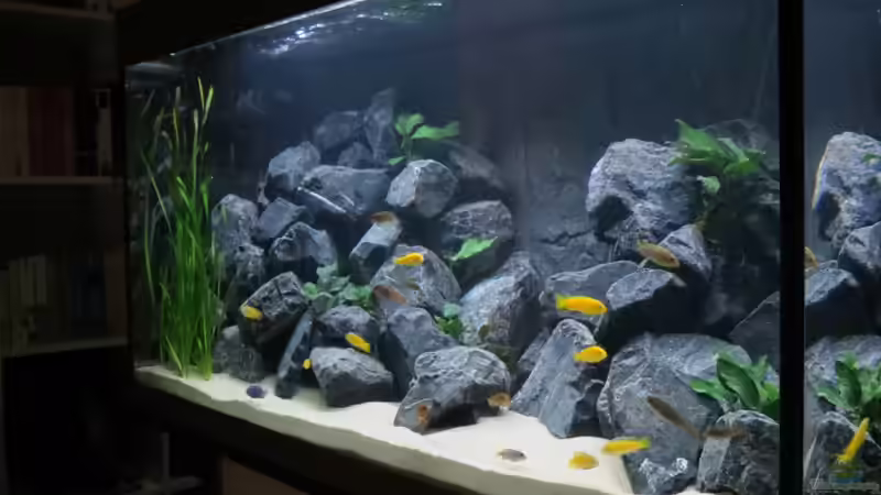 Aktuelles Bild meines Beckens von BastiB (3)