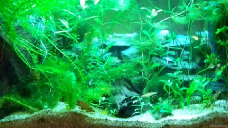 Aktuelles Bild vom 01.04.08 von Inz (3)