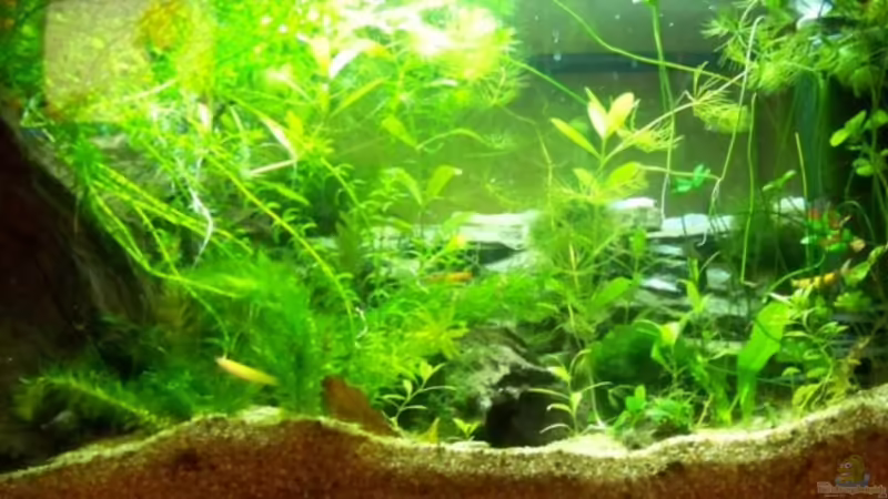 Aktuelles Bild vom 09.04.08 von Inz (1)