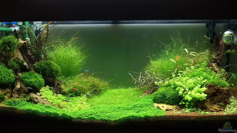 aktuelles bild vom 3.3.2011 von Torsten Thiel (2)