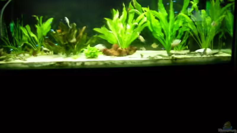 aktuelles bild von Alex Schmid (7)