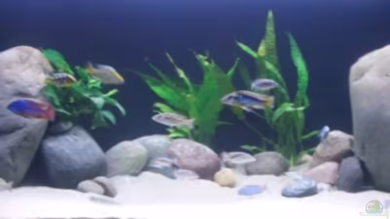 Aktuelles Bild von Dominik Steigewald (8)