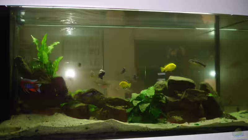 aktuelles Bild von Roadrunner 68 (1)