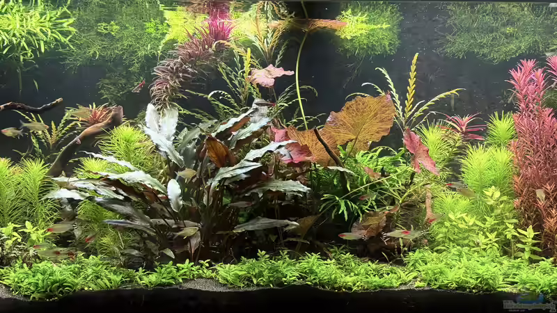 Aktuelles Bild von Thilo (1)