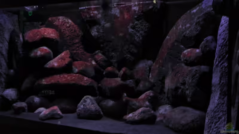 aktuelles bild(12.06.11) von LaEy (25)