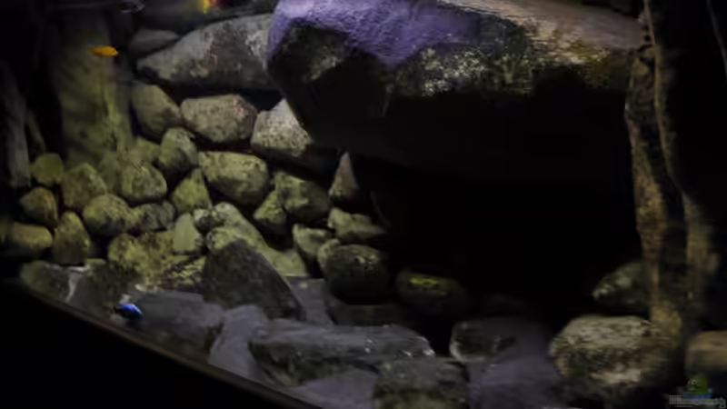 aktuelles bild(12.06.11) von LaEy (36)