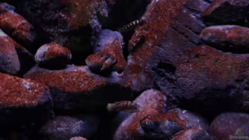 aktuelles bild(12.06.11) von LaEy (50)