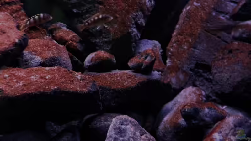 aktuelles bild(12.06.11) von LaEy (51)