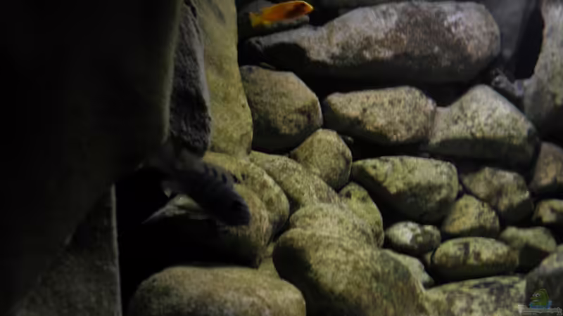 aktuelles bild(12.06.11) von LaEy (96)