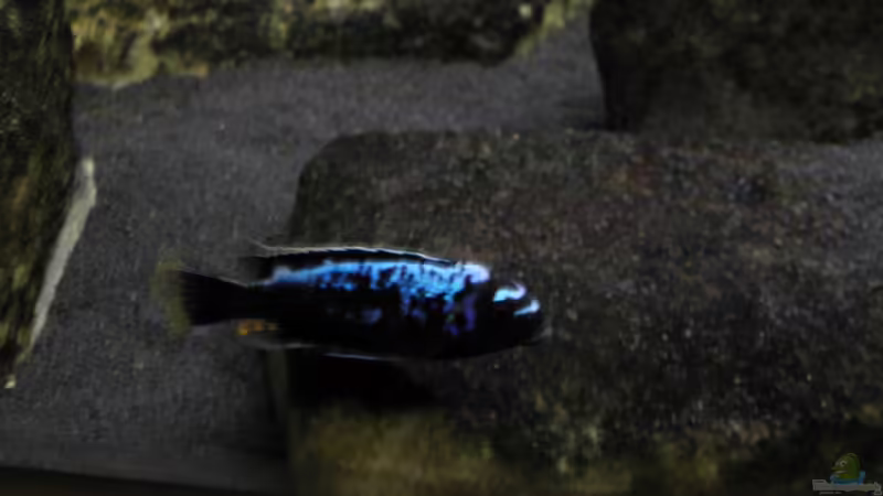 aktuelles bild(12.06.11) von LaEy (97)