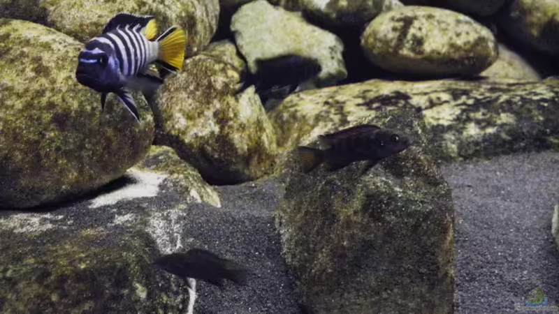 aktuelles bild(12.06.11) von LaEy (98)