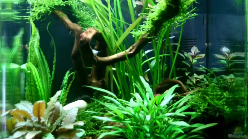 Aktuelles Foto - 6. Juli 2009 von Betty (1)