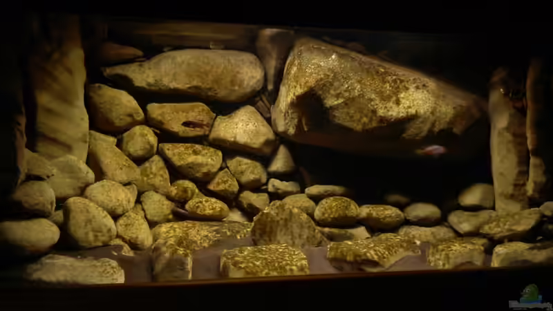 aktuelles foto 30.01.2011 von LaEy (31)