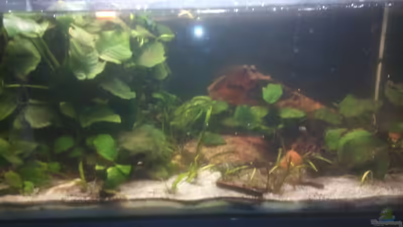 Aktuelles Foto des Beckens