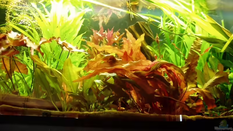 Aktuelles Foto vom 15.Juli 08 von Funky (5)