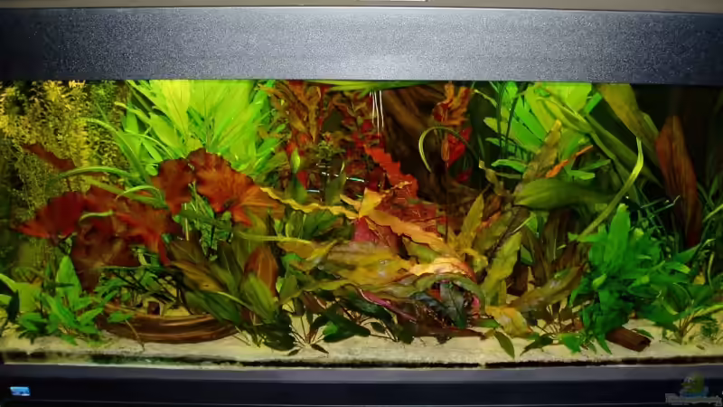 Aktuelles Foto vom 15.Juli 08 von Funky (6)