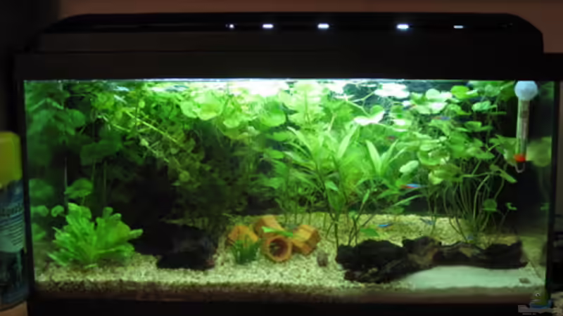 Aktuelles Foto vom 18.12.2007, man beachte die gro??e Apfelschnecke im Vordergrund! von Doris77 (1)