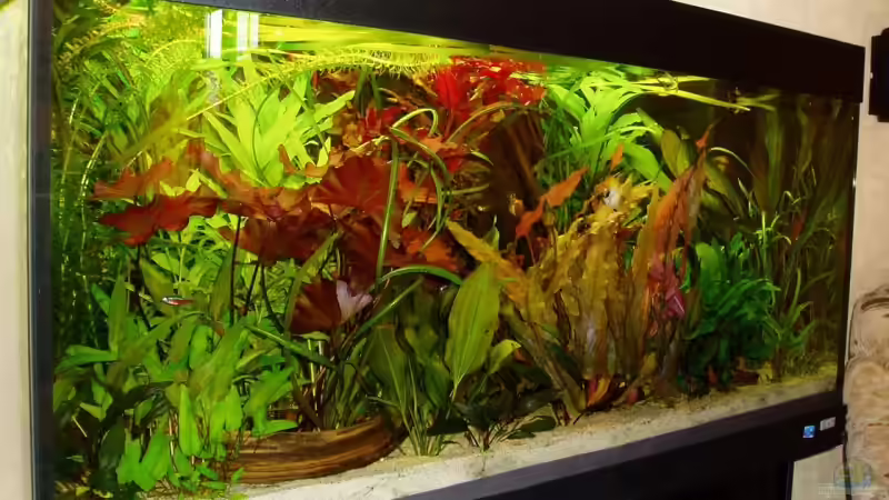 Aktuelles Foto vom 2.Sep 08 von Funky (7)