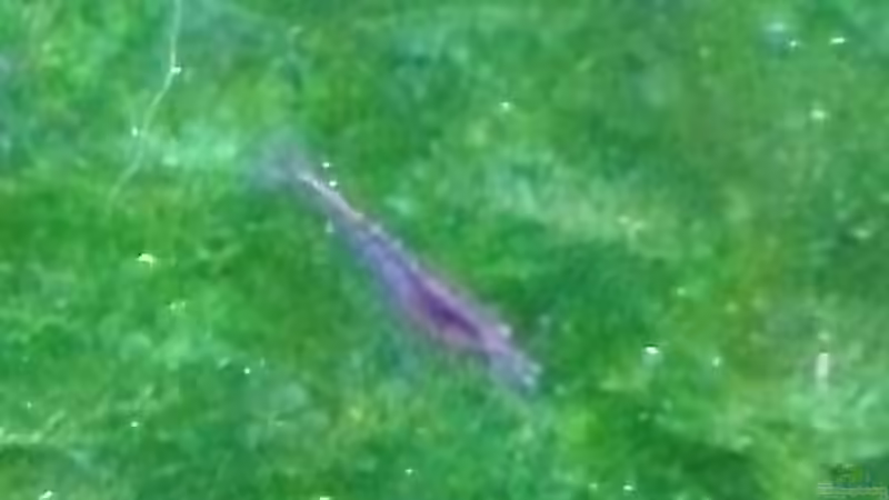 aktuelles Layout von MK-Squad (5)