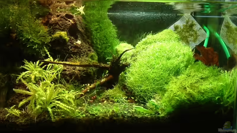 Aktuellstes Bild (stand 11.11.) von Timo Wünsche (1)