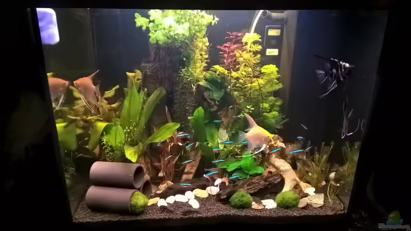 Aktuellstes Foto 22.1.16 von juweler4567 (7)