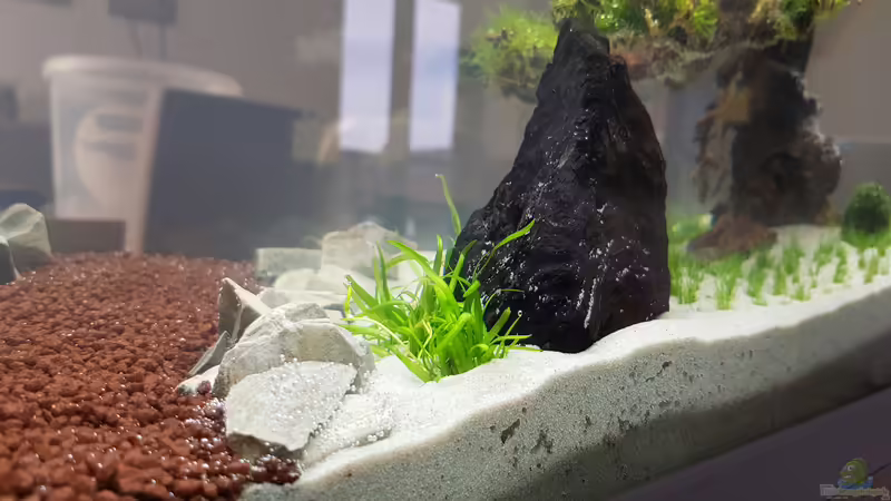 Akzente von Dancinlutin (6)