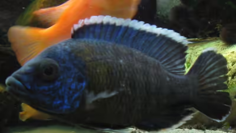 al. maulana von Cali20 (20)