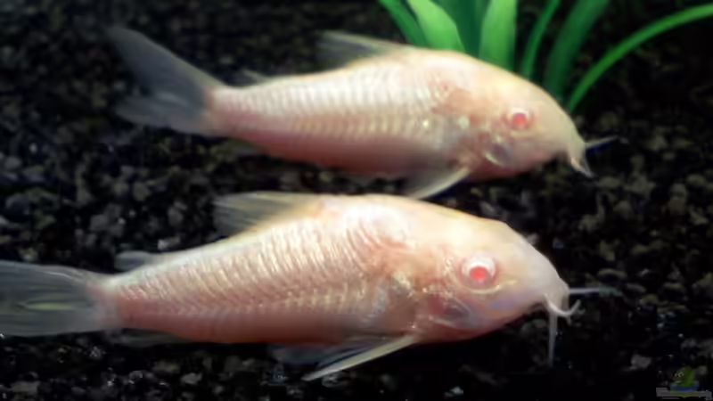 Albinismus bei Zierfischen: Einblick in die Welt der weißen Schönheiten